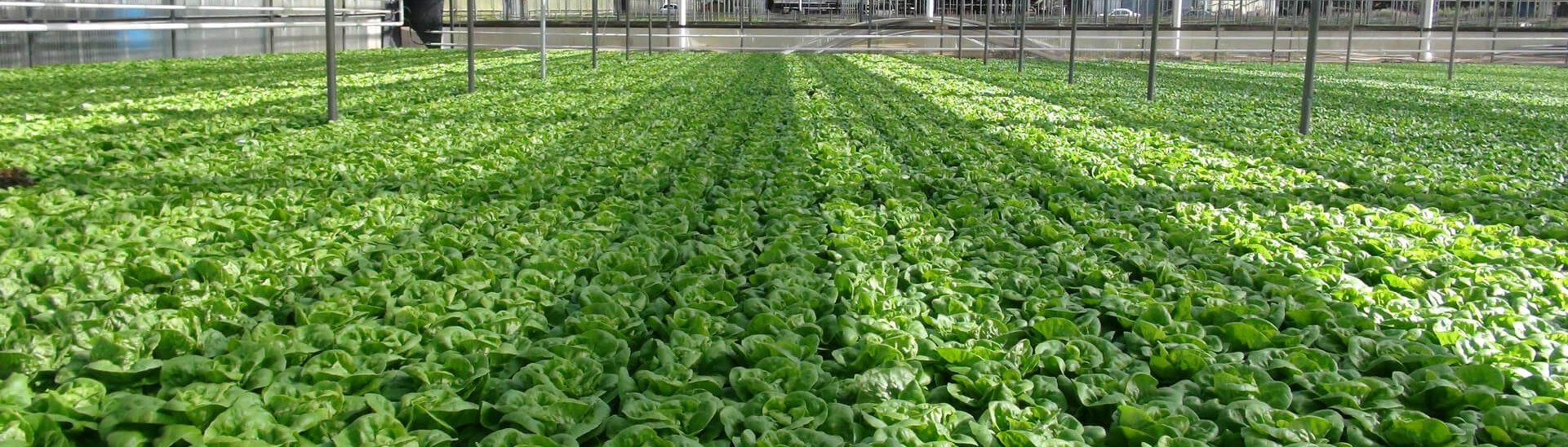 Commercial lettuce cultivation operation watered by Dramm professional irrigation equipment