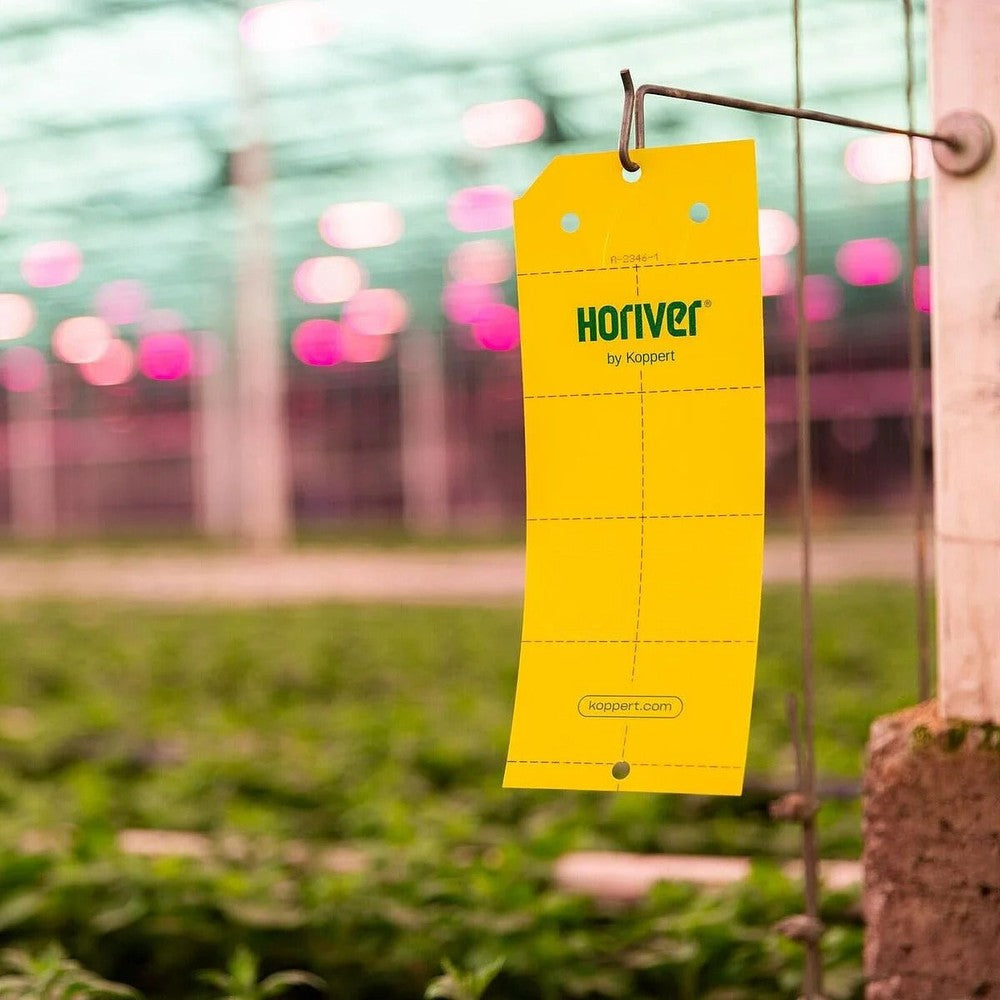 Horiver Large Yellow Insect Monitoring Traps 40cm x 25cm – Yellow 10pk with 12 per pack – Traps