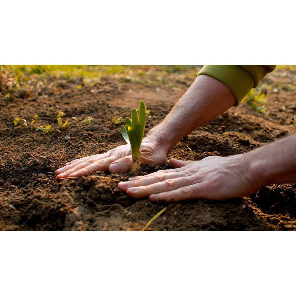 ORGANIC MATTERS ORIGINAL LIVING SOIL – soil