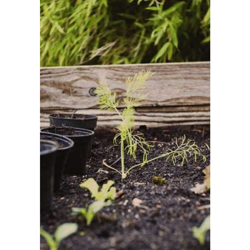 ORGANIC MATTERS ORIGINAL LIVING SOIL – soil