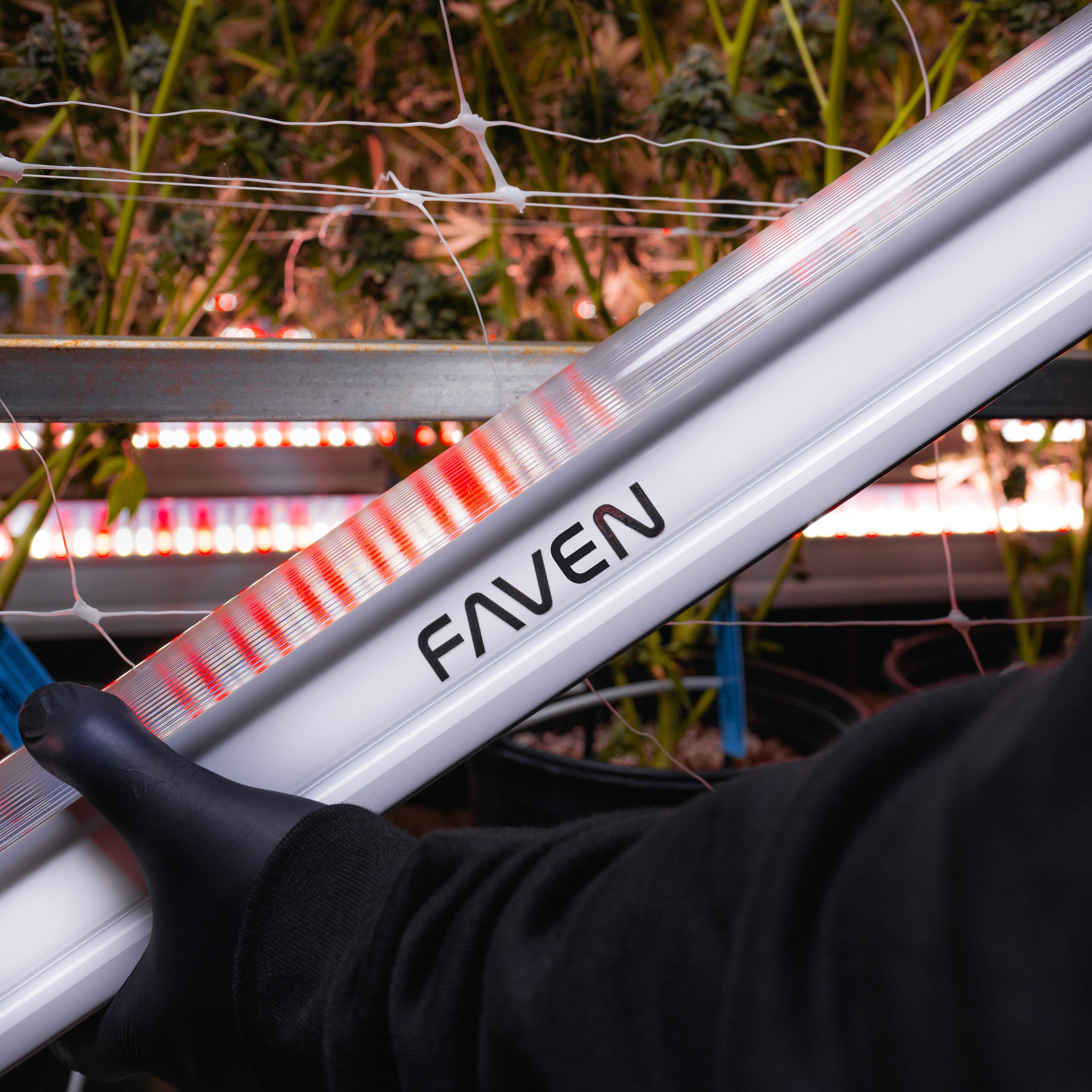 Faven under canopy light in an indoor grow