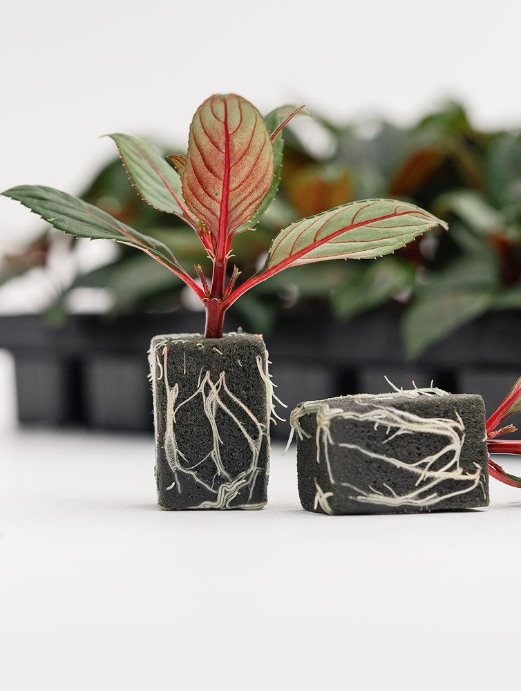 OASIS® RhizoPlug™ Tray