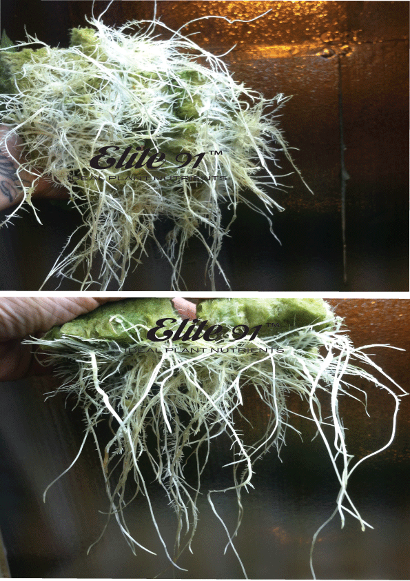 Elite 91 Roots bottle - Professional Plant Additive