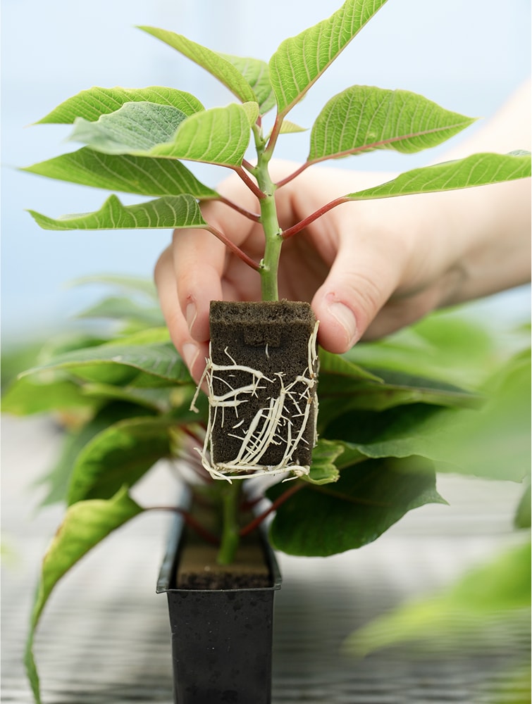 Oasis® Wedge® Substrates