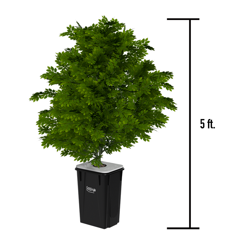 Current Culture Under Current module plant height reference