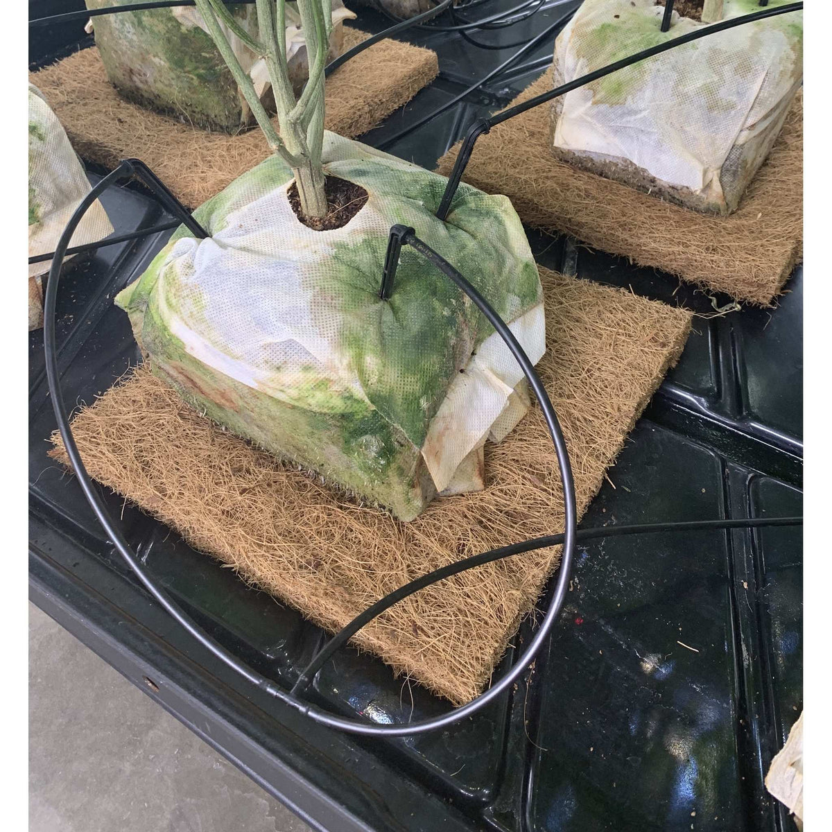 GroEzy GroMat coco grow mat
