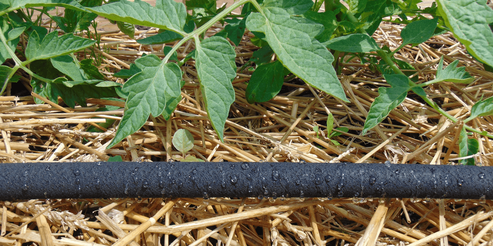 Dramm - ColorStorm Soaker Hose 5/8 in 50 ft