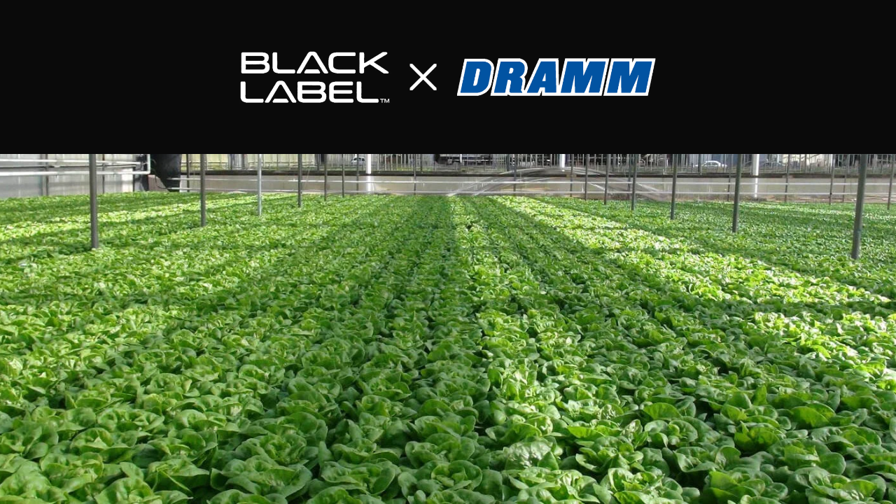 BLACK LABEL x DRAMM collaboration - commercial greenhouse cultivation