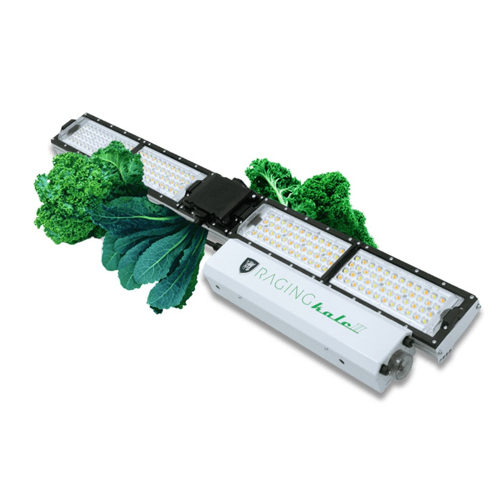 Scynce - Raging Kale II+ – LED - Top Light