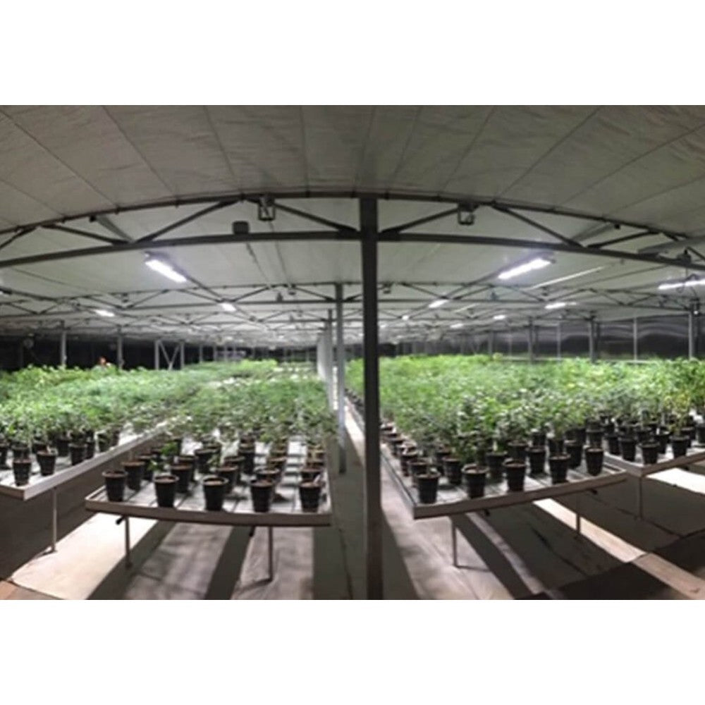 Scynce - Raging Kale II – LED - Top Light