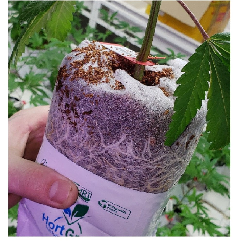 HortGrow SmartEra 6x6x6 in