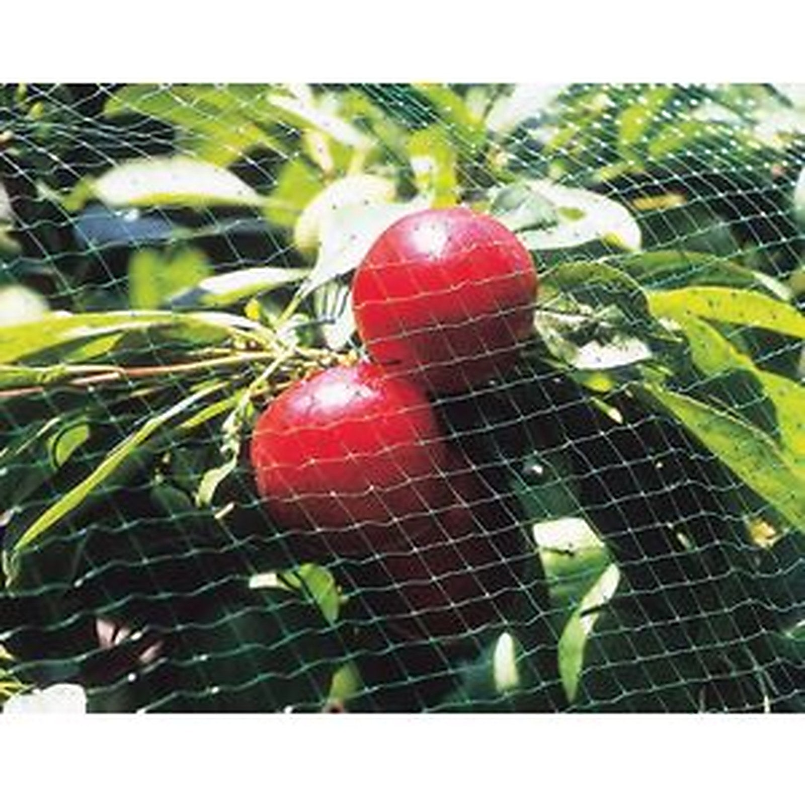 Tenax - Bird Netting - Ornex SM 13' G