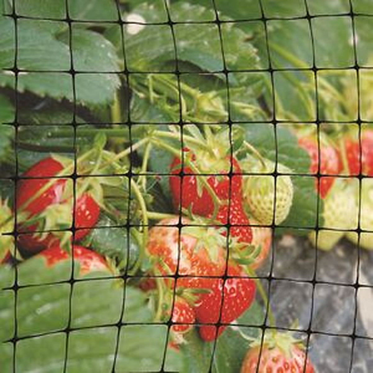Tenax - Bird Netting - Ornex LM 17' B