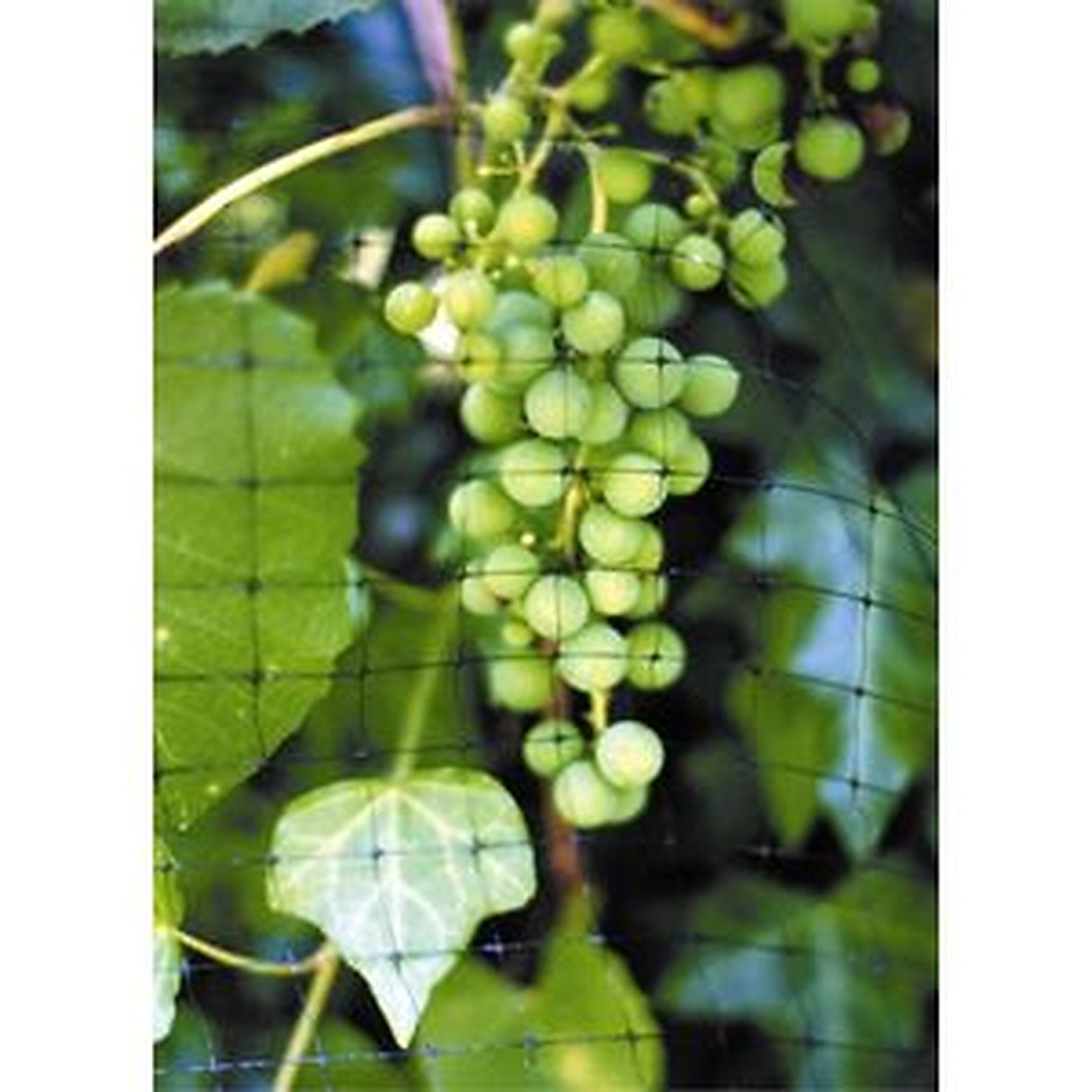 Tenax - Bird Netting - S 31 14' B