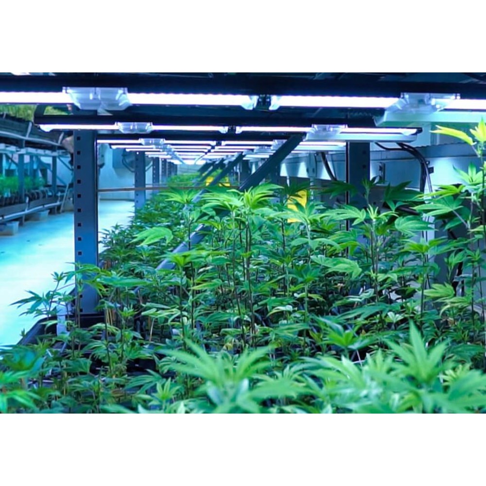 Scynce - Raging Kale II – LED - Top Light