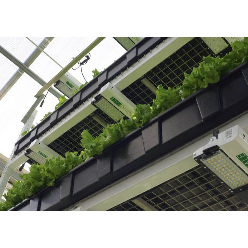 Scynce - Raging Kale II+ – LED - Top Light