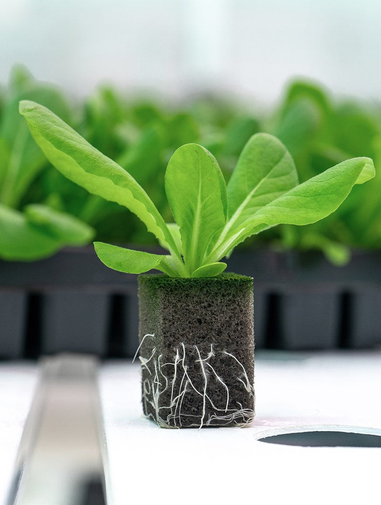 Oasis® AeroMax™ PlugTray