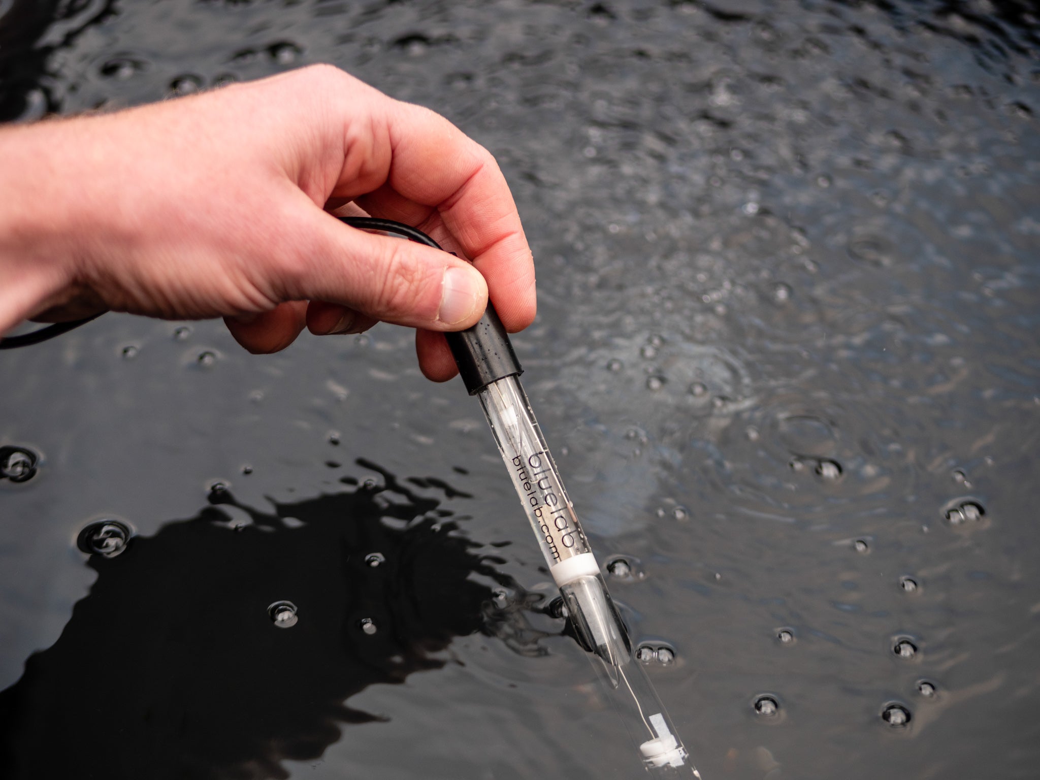 Bluelab pH Probe in solution