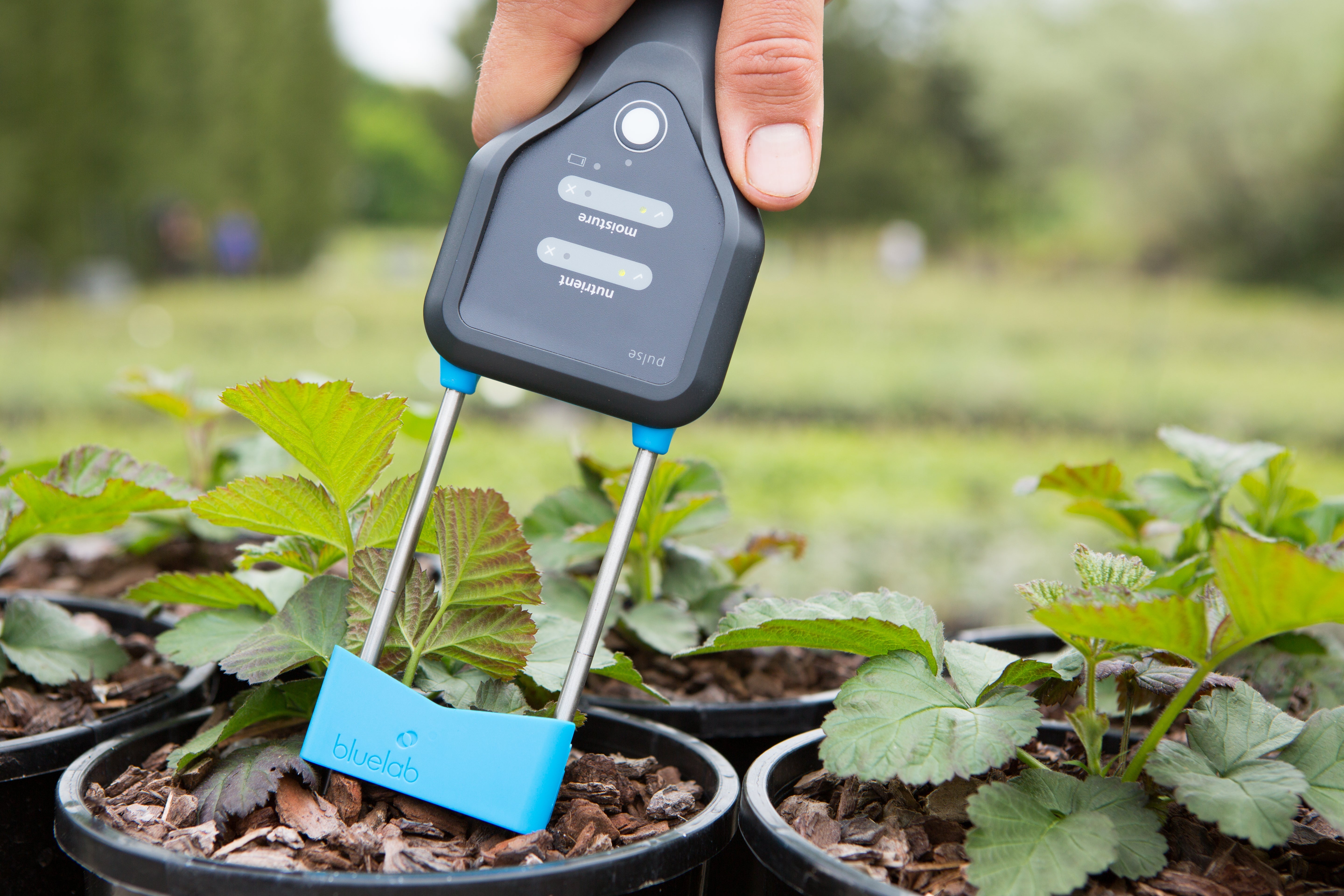 Bluelab Pulse Meter in soil