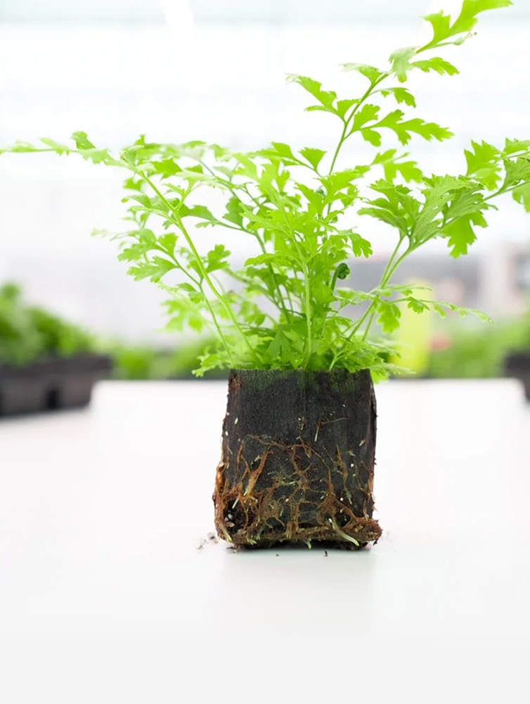 OASIS® Fertiss® Substrates