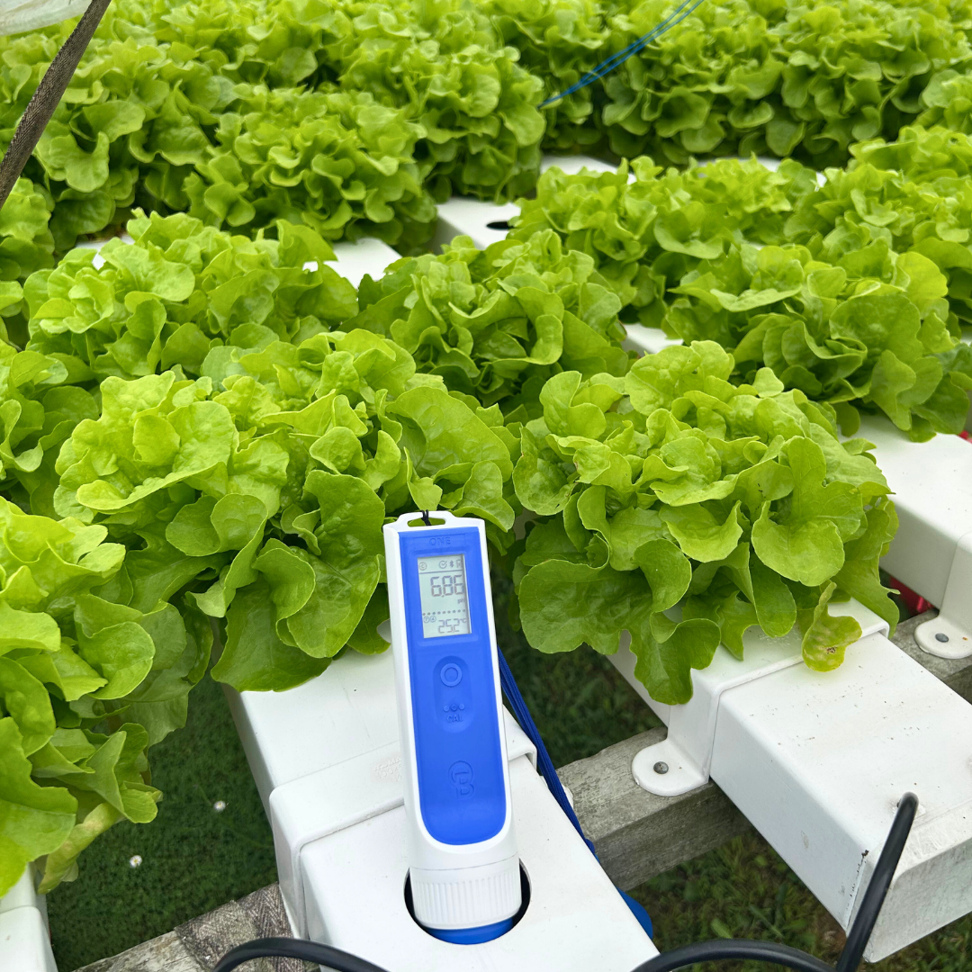 Bluelab OnePen measuring nutrient solution