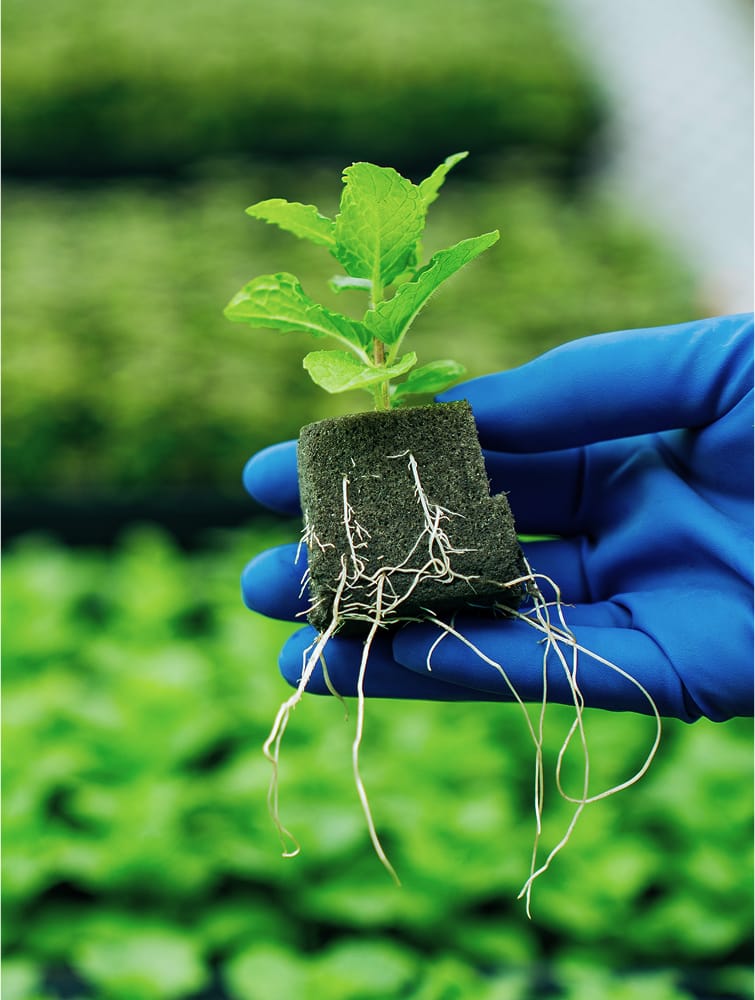 OASIS® RhizoPlug™ Sheet