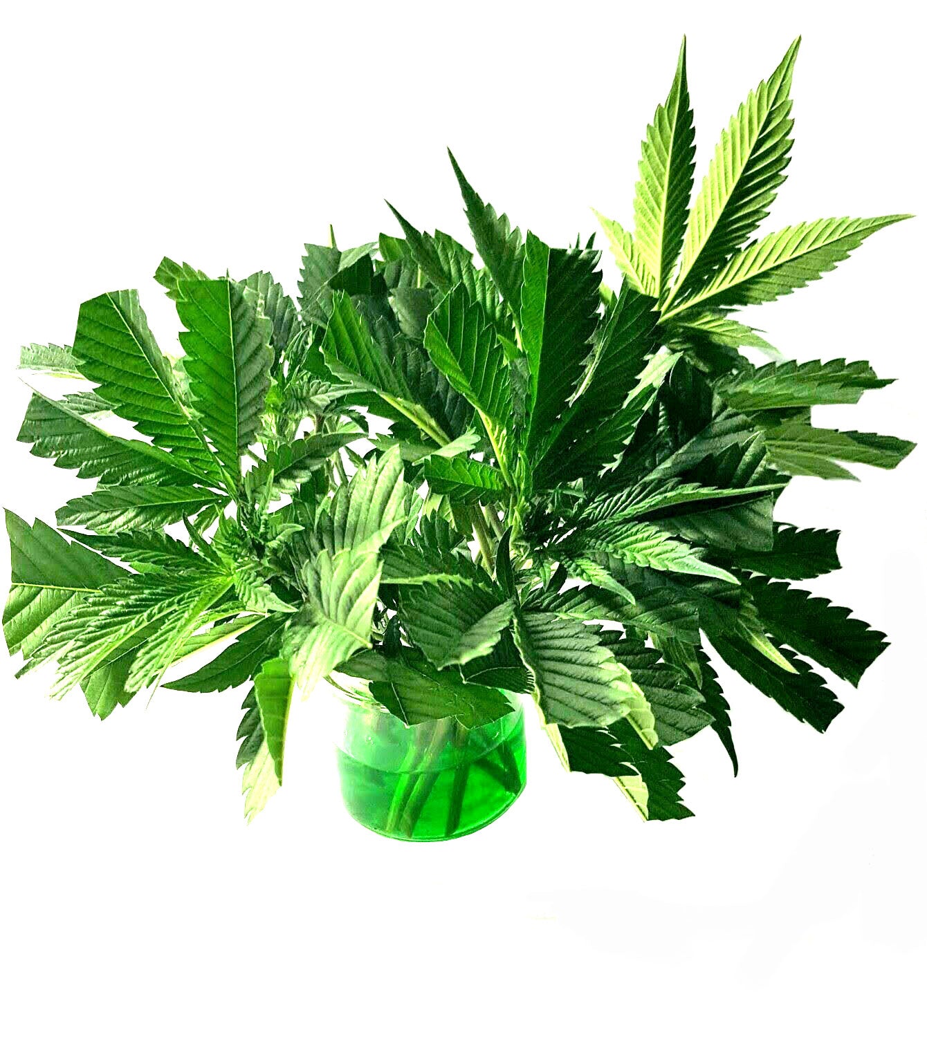 Elite 91 Clones bottle with rooted cuttings