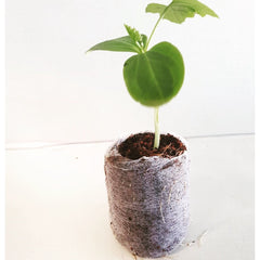 GroEzy - GroPlug Coco Grow Plug