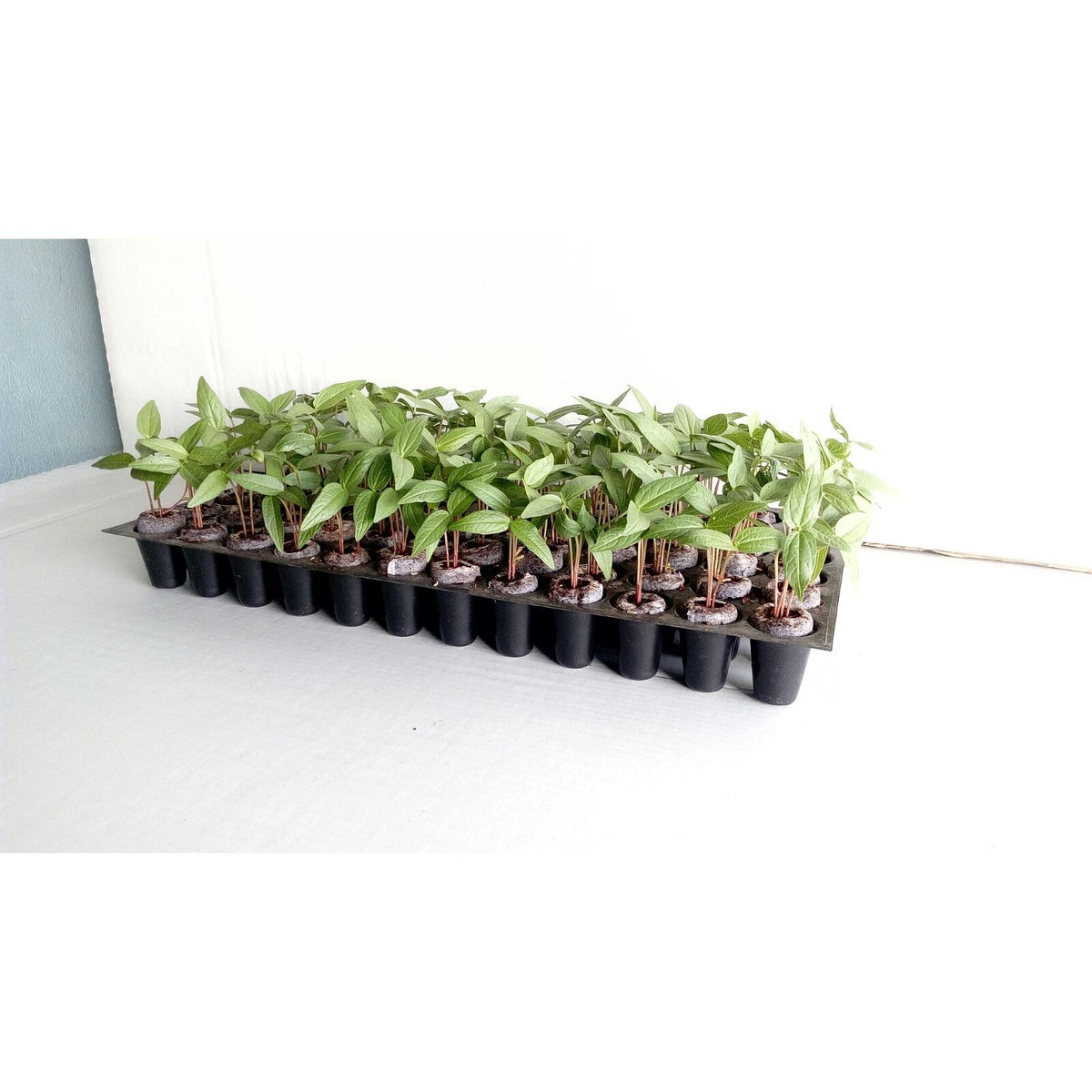 GroPlug - Coco Grow Plug - product image 3