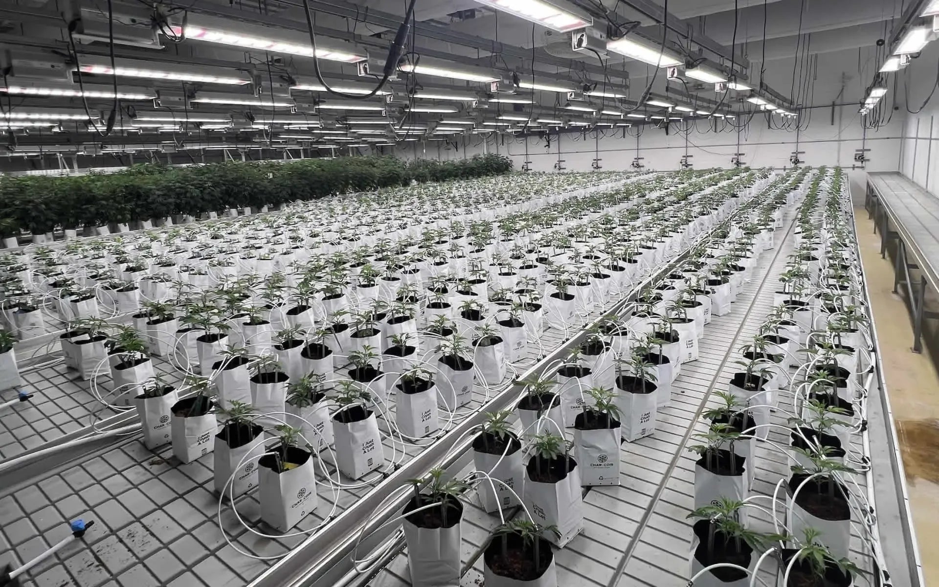CM Horticulture Racking, Benching, Airflow & Cultivation Systems — Custom Design & Quote