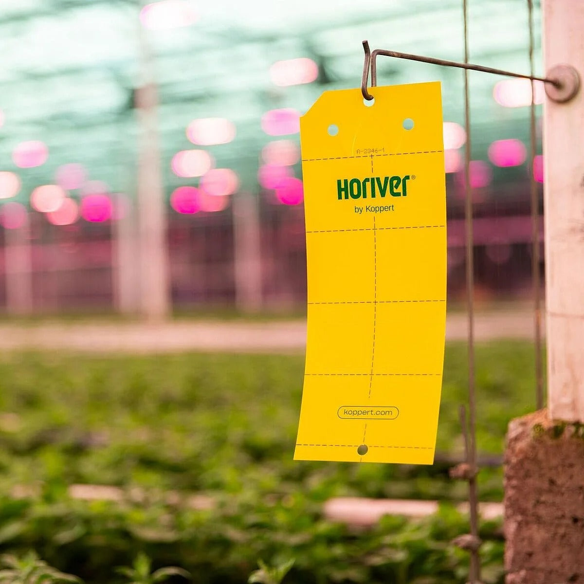 Horiver Large Yellow Insect Monitoring Traps 40cm x 25cm – Yellow 10pk with 12 per pack