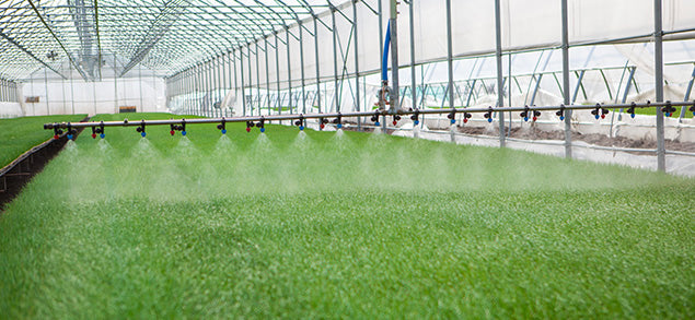 Pace 49 - KleenGrow Disinfectant Fungicide
