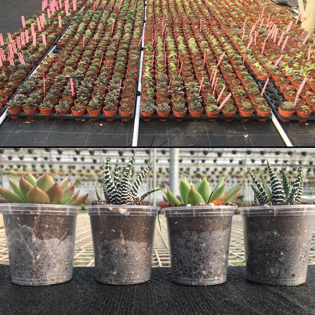 Dramm FloraPlus and VivaPlus Capillary Mat - matting in use on a ground bed and a bench