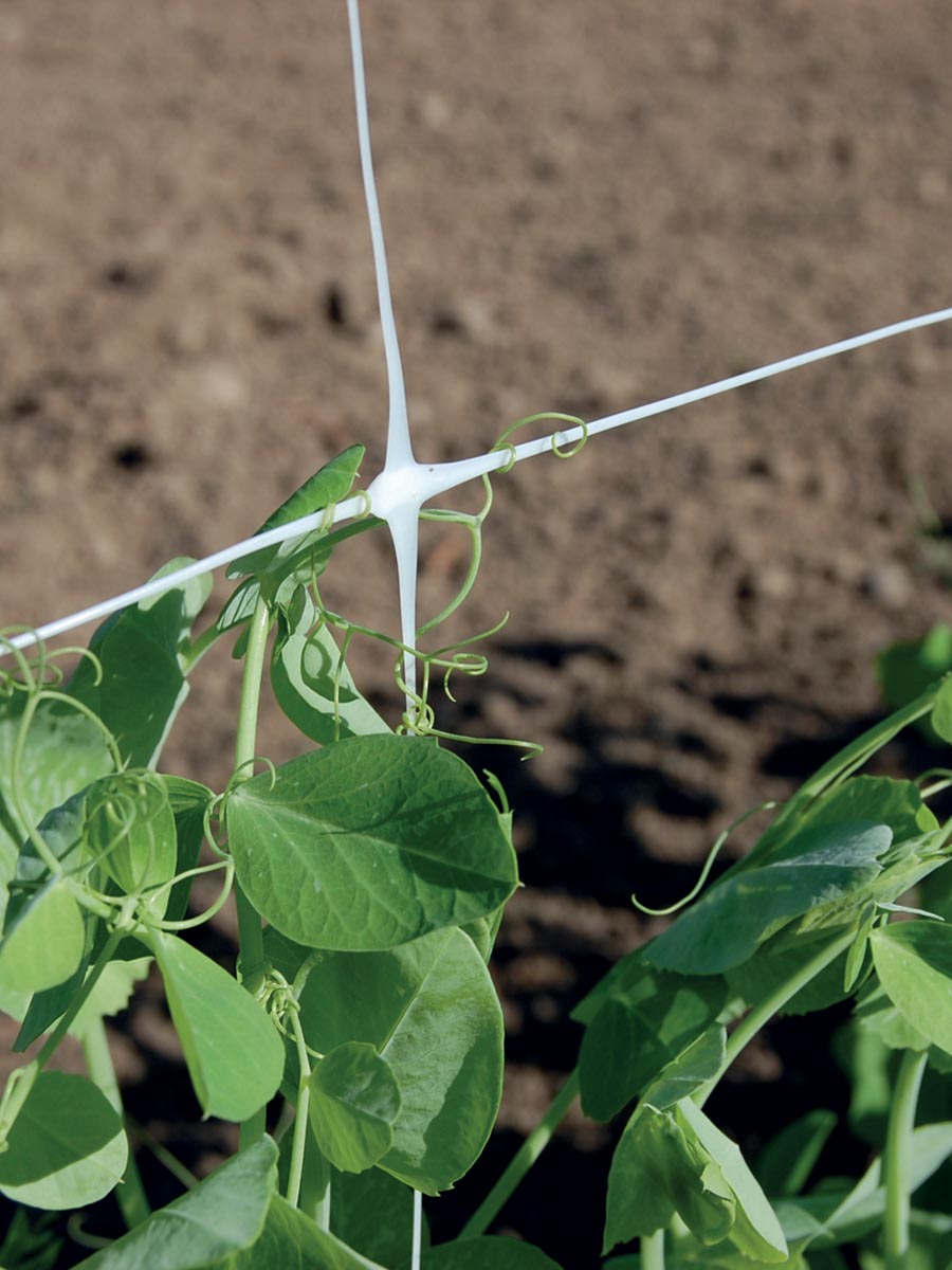 Hortonova SM trellis net