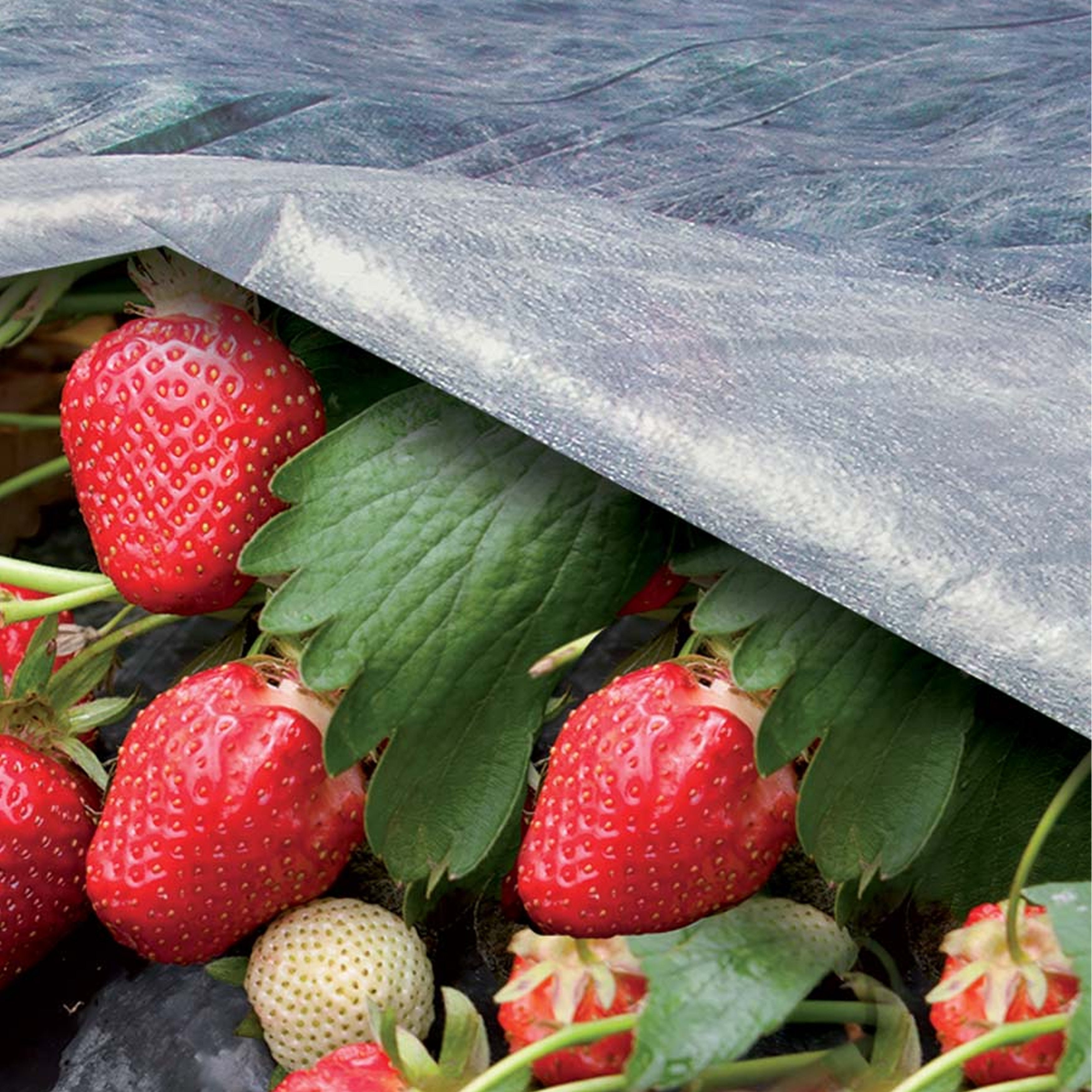 Tenax - Crop Protection - Frost Guard